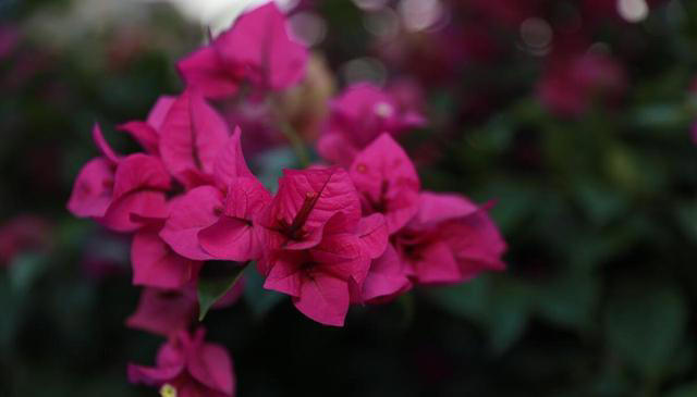 三角梅长叶不开花？入秋剪几刀，开成大花树！