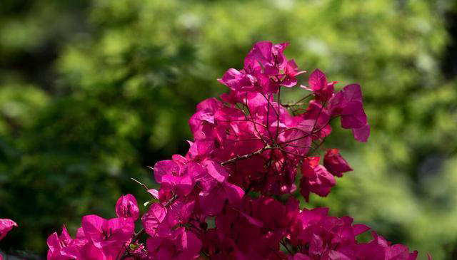 三角梅长叶不开花？入秋剪几刀，开成大花树！