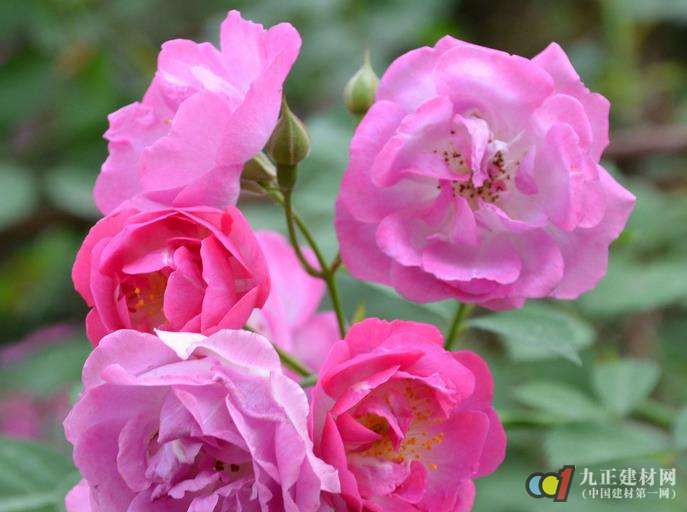 蔷薇花养殖方法_蔷薇花的花语_蔷薇花图片