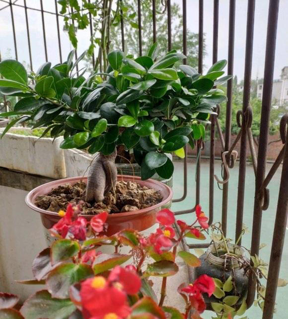 春天养花别糊涂，植物生长必经3个阶段，养花基础一定要知道