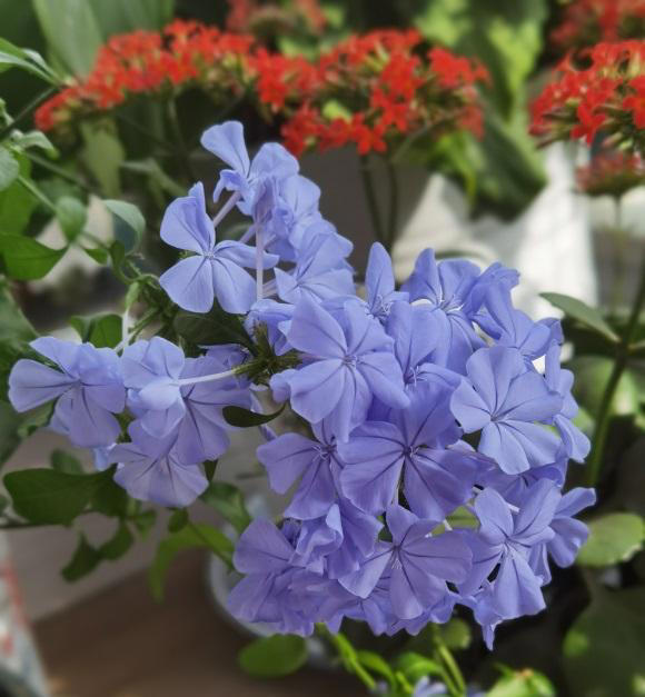 春天养花别糊涂，植物生长必经3个阶段，养花基础一定要知道