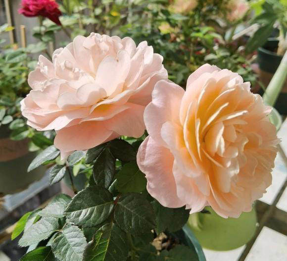 春天养花别糊涂，植物生长必经3个阶段，养花基础一定要知道