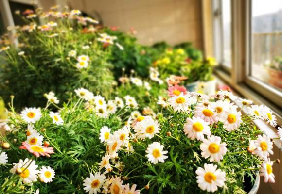 春天养花别糊涂，植物生长必经3个阶段，养花基础一定要知道