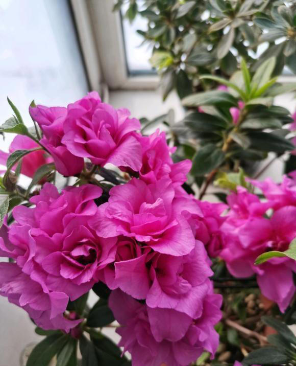 春天养花别糊涂，植物生长必经3个阶段，养花基础一定要知道