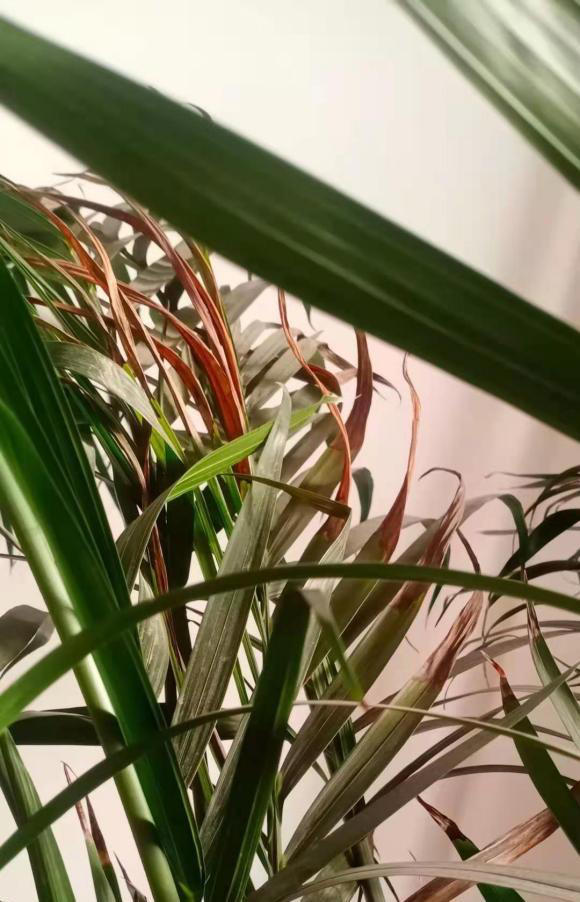 春天养花别糊涂，植物生长必经3个阶段，养花基础一定要知道