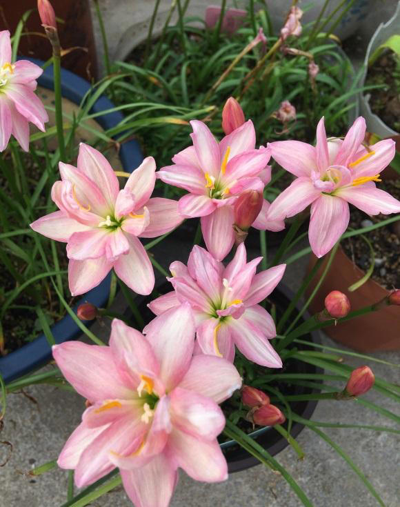 春天养花别糊涂，植物生长必经3个阶段，养花基础一定要知道