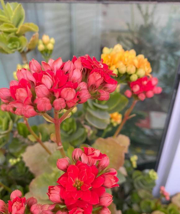 春天养花别糊涂，植物生长必经3个阶段，养花基础一定要知道