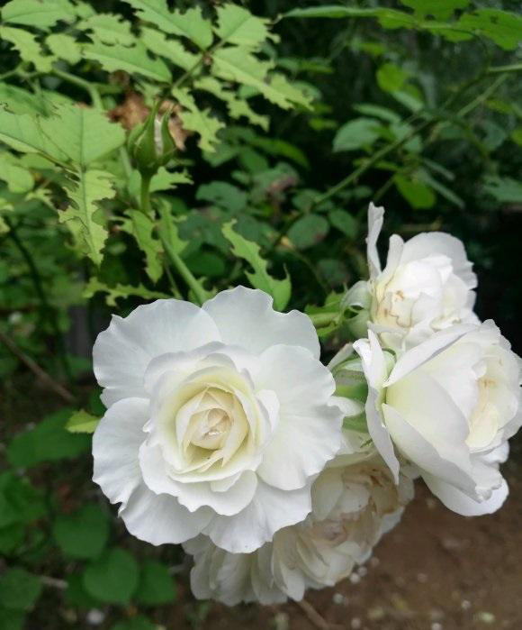 春天养花别糊涂，植物生长必经3个阶段，养花基础一定要知道