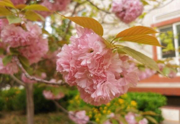 春天养花别糊涂，植物生长必经3个阶段，养花基础一定要知道
