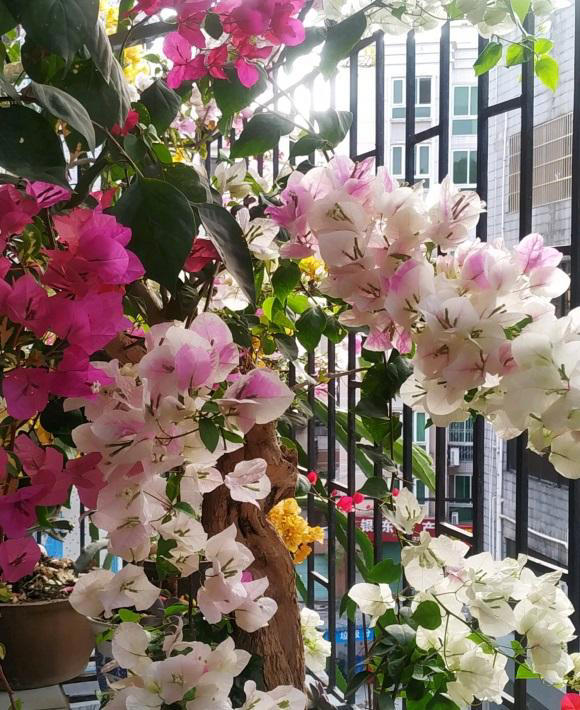 春天养花别糊涂，植物生长必经3个阶段，养花基础一定要知道