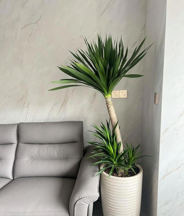 绿植摆放5种常见误区，大家一定要避开，让家变得更清新舒适