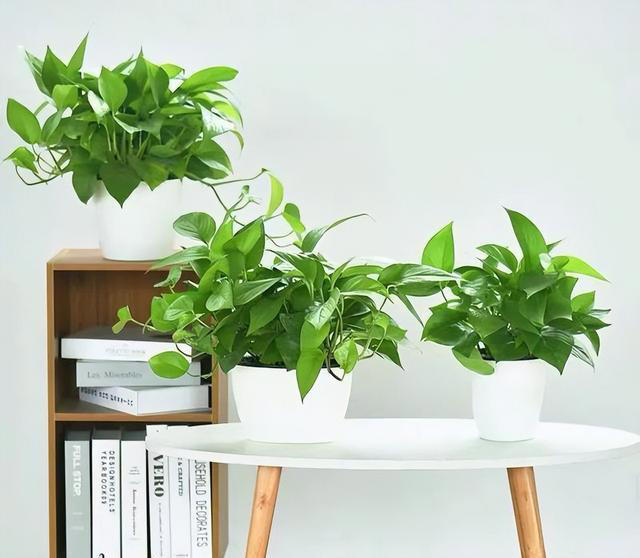 绿植摆放5种常见误区，大家一定要避开，让家变得更清新舒适