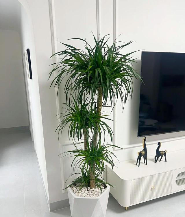 绿植摆放5种常见误区，大家一定要避开，让家变得更清新舒适