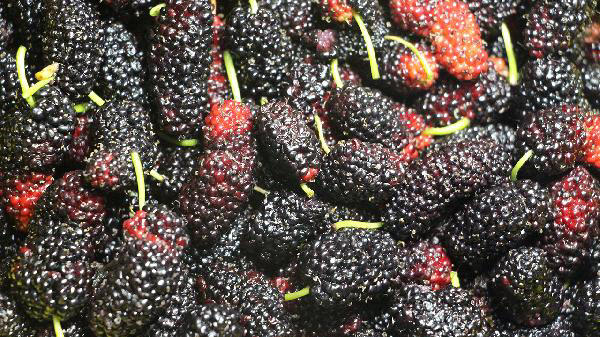 吃桑葚的好处多，但并非所有人都适合吃，这些人要少吃