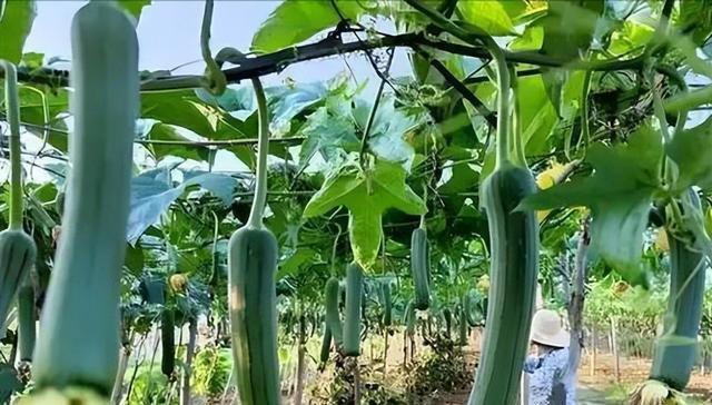 丝瓜再次成为关注对象！医生再三强调：吃丝瓜时，要多注意这3点