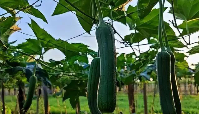 丝瓜再次成为关注对象！医生再三强调：吃丝瓜时，要多注意这3点