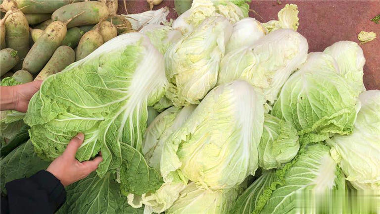 终于懂了！绿叶白菜和黄叶白菜区别大，别再买错