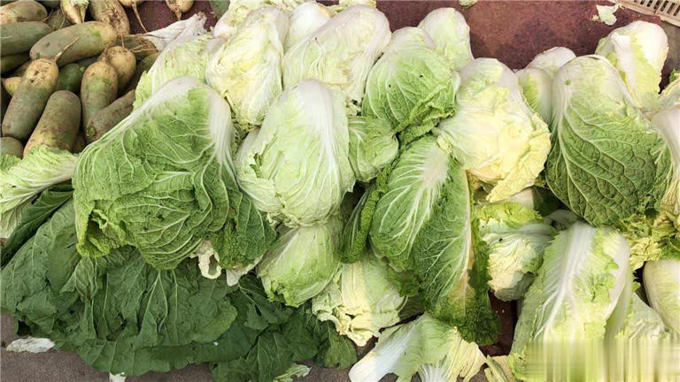 终于懂了！绿叶白菜和黄叶白菜区别大，别再买错