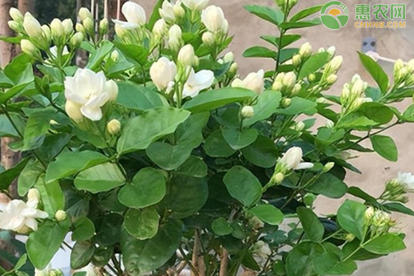 茉莉花室内养殖方法-图片版权归惠农网所有