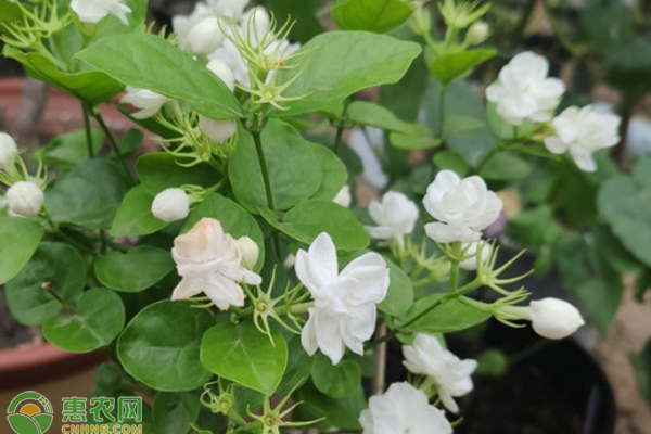 茉莉花室内养殖方法-图片版权归惠农网所有