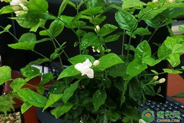 茉莉花室内养殖方法-图片版权归惠农网所有
