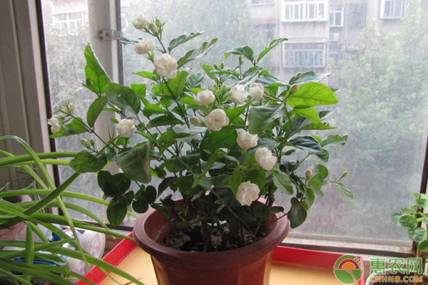 养殖茉莉花需注意哪几个要点？-图片版权归惠农网所有