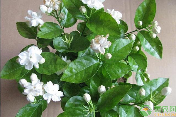 养殖茉莉花需注意哪几个要点？-图片版权归惠农网所有