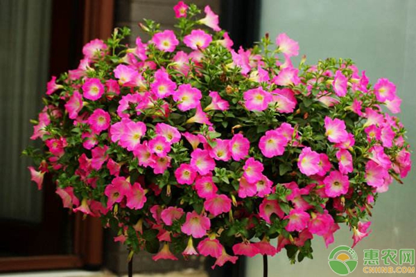 适合新手养殖的3种花卉，有阳光就能蹭蹭长！