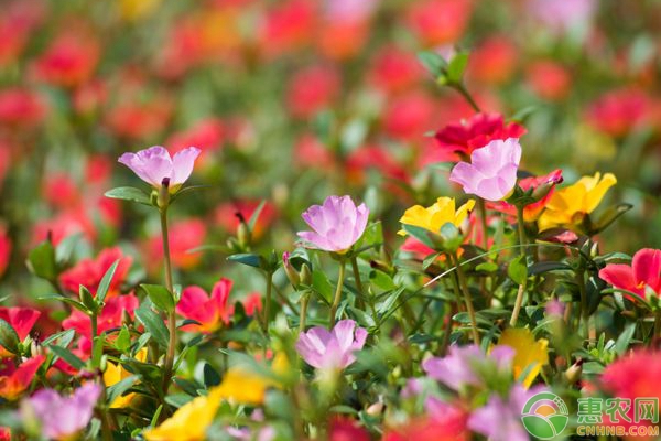 适合新手养殖的3种花卉，有阳光就能蹭蹭长！-图片版权归惠农网所有