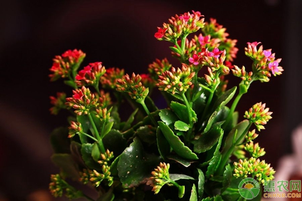 适合新手养殖的3种花卉，有阳光就能蹭蹭长！-图片版权归惠农网所有