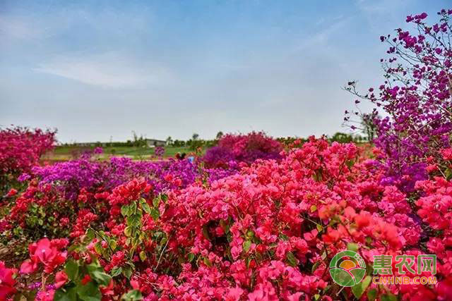 三角梅养花技巧：如何让三角梅天天开花-图片版权归惠农网所有