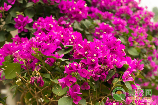 三角梅养花技巧：如何让三角梅天天开花-图片版权归惠农网所有