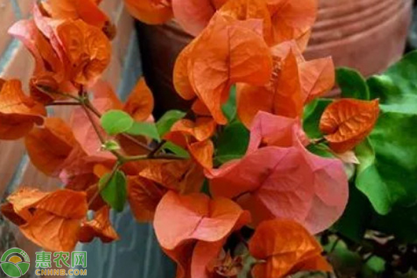 三角梅怎么养才能更旺盛？-图片版权归惠农网所有