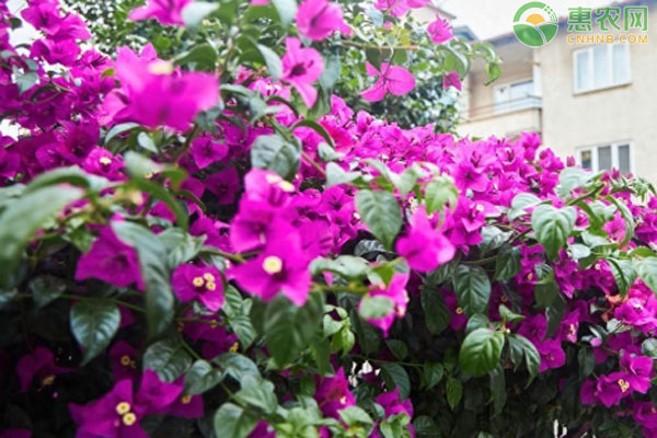 三角梅的扦插繁殖方法-图片版权归惠农网所有