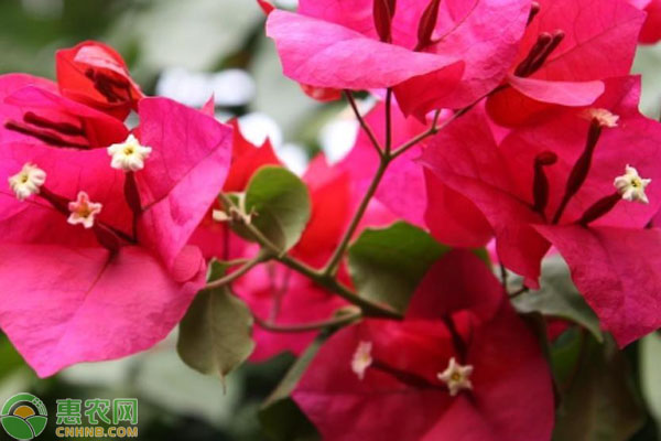 三角梅的扦插繁殖方法-图片版权归惠农网所有