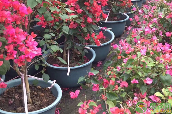 三角梅怎么修剪？时间、方法、注意事项介绍-图片版权归惠农网所有