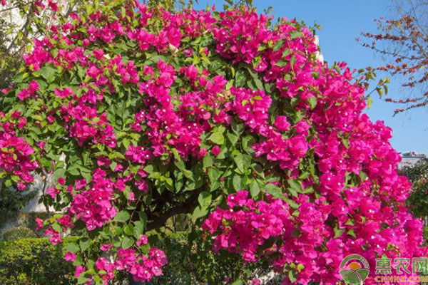 三角梅的扦插繁殖方法-图片版权归惠农网所有