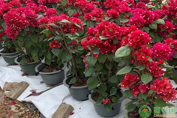 三角梅怎么修剪？时间、方法、注意事项介绍-图片版权归惠农网所有