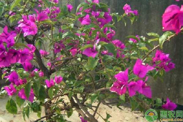 三角梅怎么修剪？时间、方法、注意事项介绍-图片版权归惠农网所有