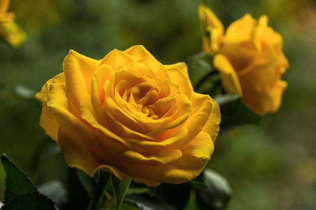 5种花别放家里养，寓意差遭人嫌，你家有几种？