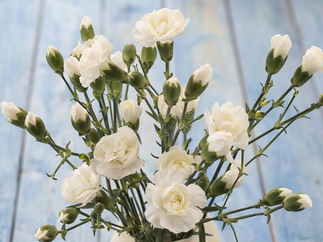 5种花别放家里养，寓意差遭人嫌，你家有几种？