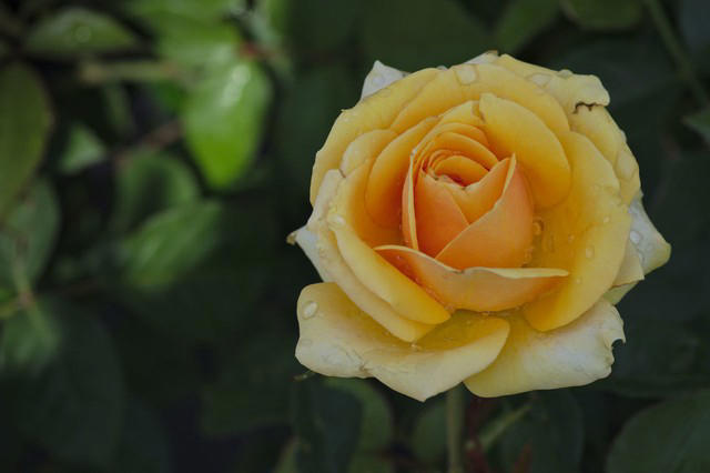 5种花别放家里养，寓意差遭人嫌，你家有几种？