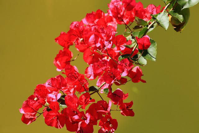 5种花别放家里养，寓意差遭人嫌，你家有几种？ 