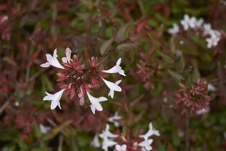5种花别放家里养，寓意差遭人嫌，你家有几种？