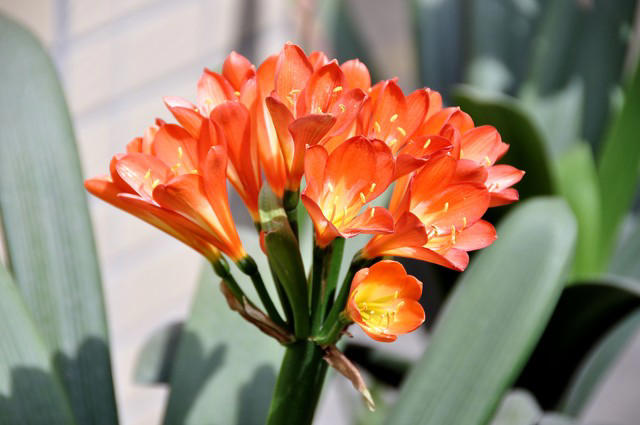 5种花别放家里养，寓意差遭人嫌，你家有几种？