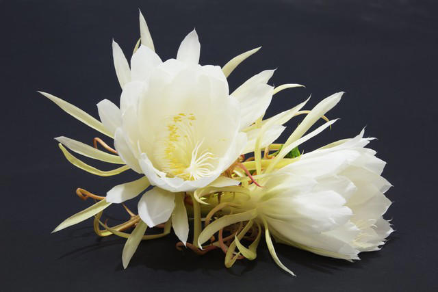 5种花别放家里养，寓意差遭人嫌，你家有几种？