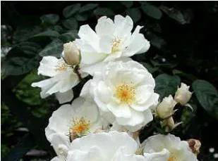 5种花别放家里养，寓意差遭人嫌，你家有几种？