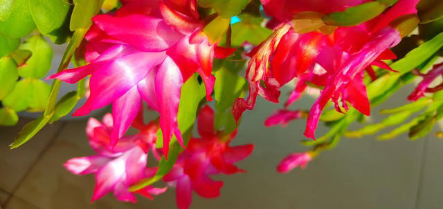 5种花别放家里养，寓意差遭人嫌，你家有几种？