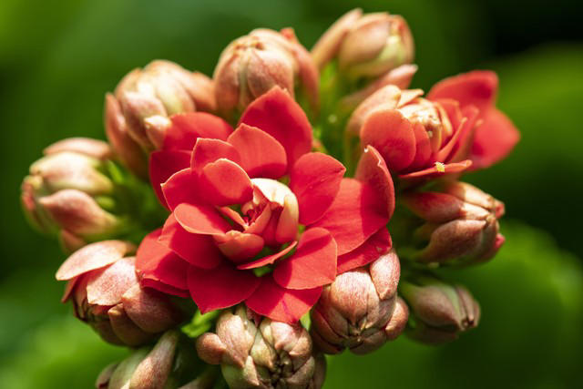 5种花别放家里养，寓意差遭人嫌，你家有几种？