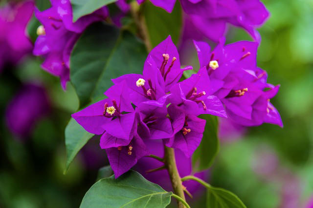 5种花别放家里养，寓意差遭人嫌，你家有几种？